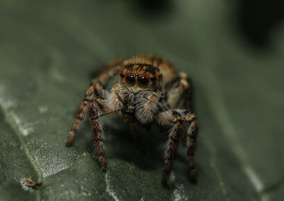 The Jumping spider - a Photographic Art Artowrk by fabio pelosi