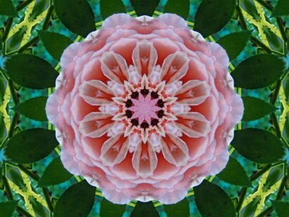 CreativMacroflowers#03 - A Photographic Art Artwork by Charlotte A Cornish