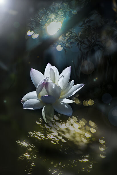 真如　thusness　Lotus 03 - a Photographic Art Artowrk by Akitoshi Matsuhara