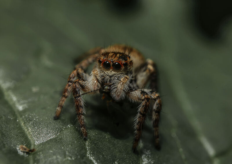 The Jumping spider - a Photographic Art by fabio pelosi