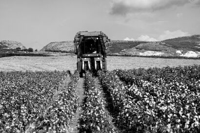 NATURAL WORKING SPACE_from Sicily organic cotton fields - A Photographic Art Artwork by Irene Sollazzo