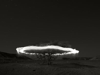 Acacia#1. East Sahara, 2018 - a Photographic Art Artowrk by Ugo Ricciardi