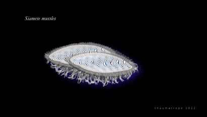 ACTING MATTER - siamese mussles - A Video Art Artwork by Christina Hellmerich