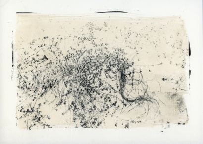 Callitriche - Imago Plantae - a Photographic Art Artwork by Stefano Paradiso