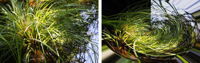Wild Herbes - a Photographic Art Artowrk by Daisy Wilford