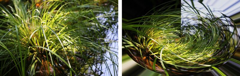 Wild Herbes - a Photographic Art by Daisy Wilford
