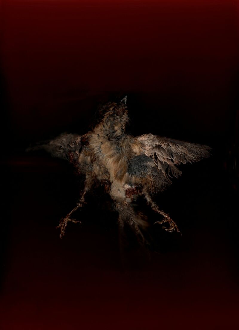 Morgue 3 (obitorio)  - a Photographic Art by Dante Velloni