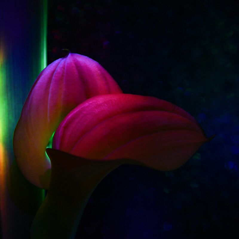 N° 9 LIU - Space Flower - a Photographic Art by Jana Call me J
