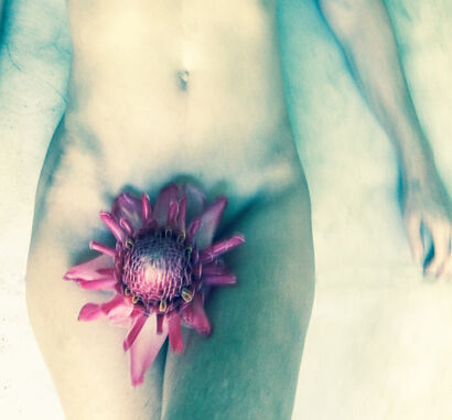 porcelain rose - a Photographic Art Artowrk by Nathalie Hugnin