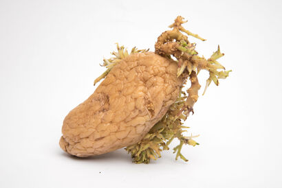 Potatoes. Still. Life.  - A Photographic Art Artwork by Anja Haidecker