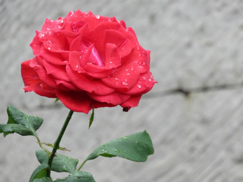 Yard's red rose - a Photographic Art by Edain Belen Pérez Mendoza