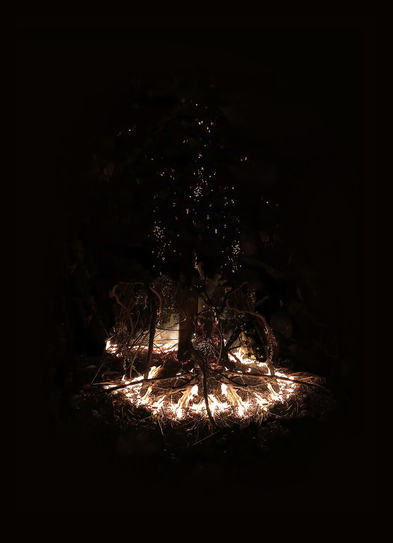 RIGHT FIRE  : Alight Burrawang - a Photographic Art by Lucille Martin
