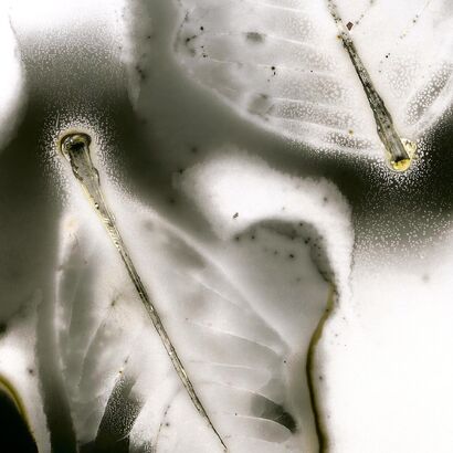 Leaf No. 6 - a Photographic Art Artowrk by Edward Bateman