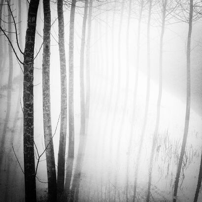 POPLARS in FLOOD PLAIN - a Photographic Art Artowrk by PIETRO ABBAGNATO