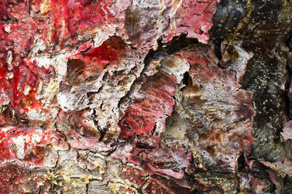 cortex of a tree - a Photographic Art Artowrk by sergio frada