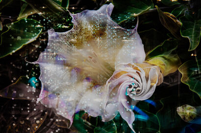 Sacred datura and candles and lights - a Digital Art Artowrk by Katalin