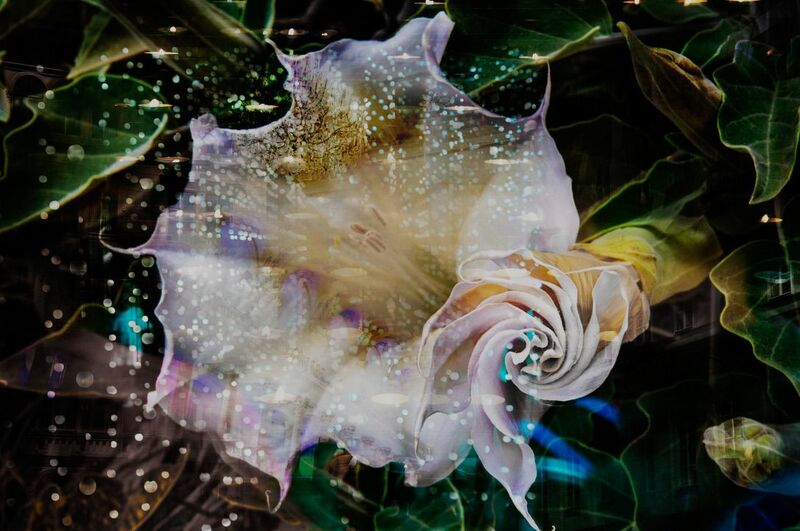 Sacred datura and candles and lights - a Digital Art by Katalin