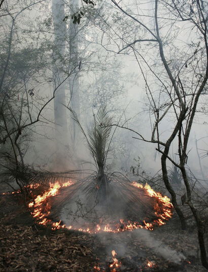 Right Fire : Fire Circle Burrawang - A Photographic Art Artwork by Lucille Martin