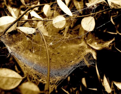 La coppa d'oro e d'argento (intessuta dai ragni) - A Photographic Art Artwork by Adriana Collovati