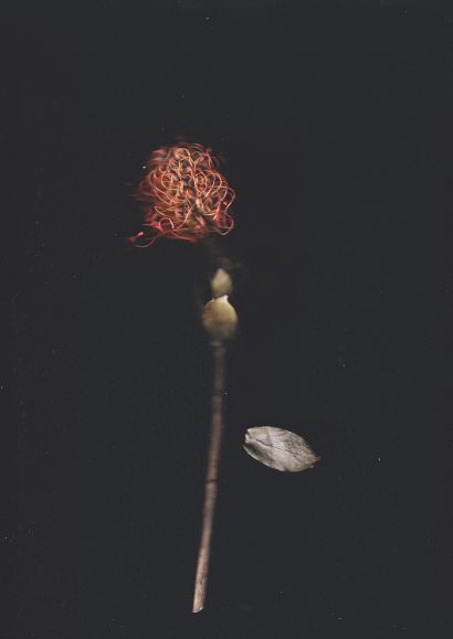 Blume 4 (Leucospermum cordifolium) - A Photographic Art Artwork by Gerd Gerhardt