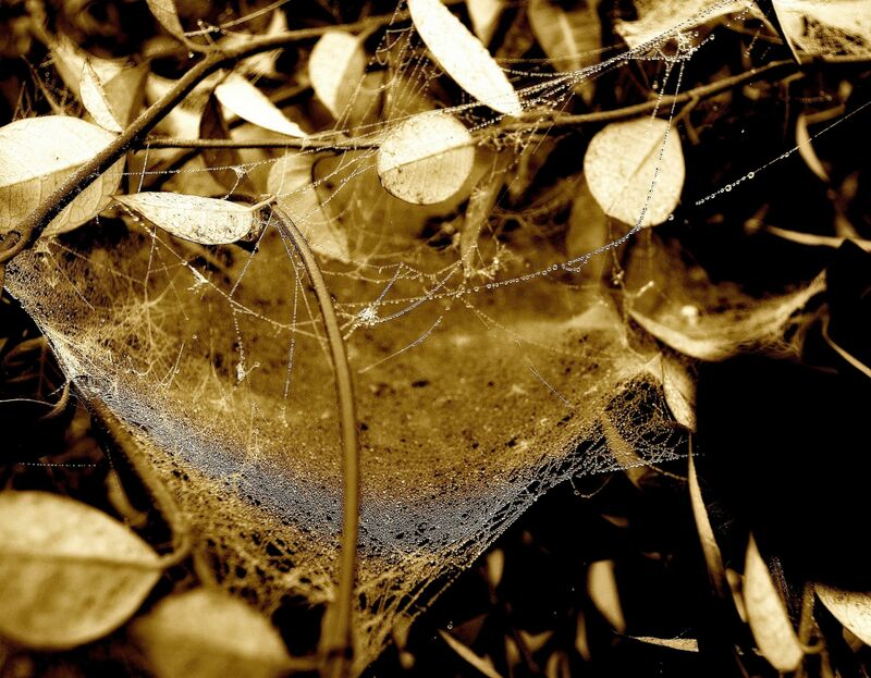 La coppa d'oro e d'argento (intessuta dai ragni) - a Photographic Art by Adriana Collovati