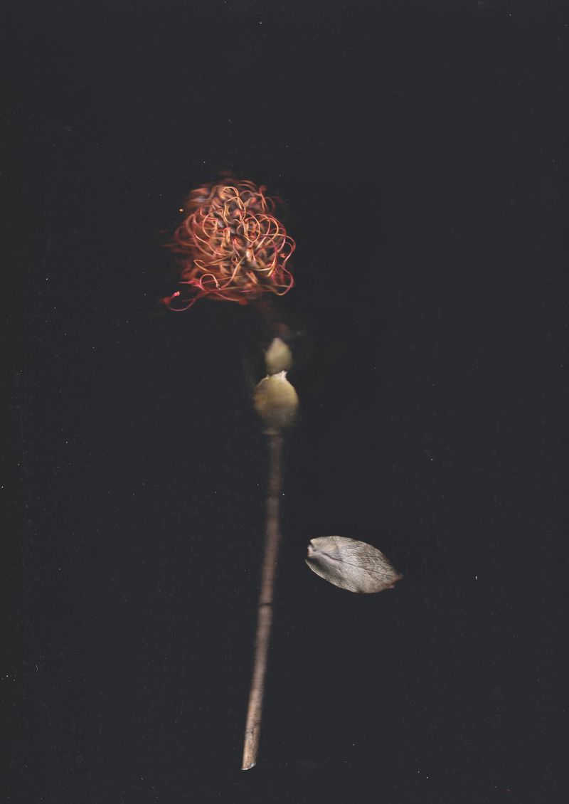 Blume 4 (Leucospermum cordifolium) - a Photographic Art by Gerd Gerhardt