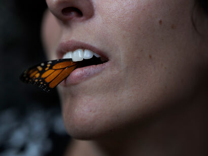 Monarch - A Photographic Art Artwork by Elizabeth Pedinotti Haynes