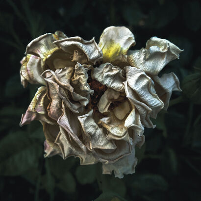 Decadent roses - A Photographic Art Artwork by daniele robotti
