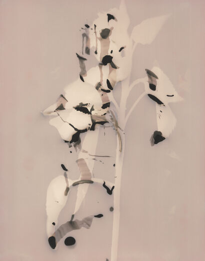 Essence (Sunflower) - a Photographic Art Artowrk by Angela Cornish