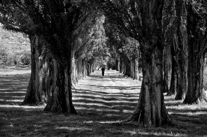 In the center of the trees - a Photographic Art Artowrk by Andrea Mattia