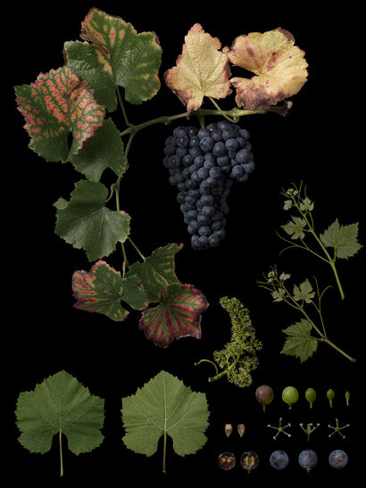 Vitis vinifera \'Pinot Noir\' - a Photographic Art Artowrk by Masumi Shiohara