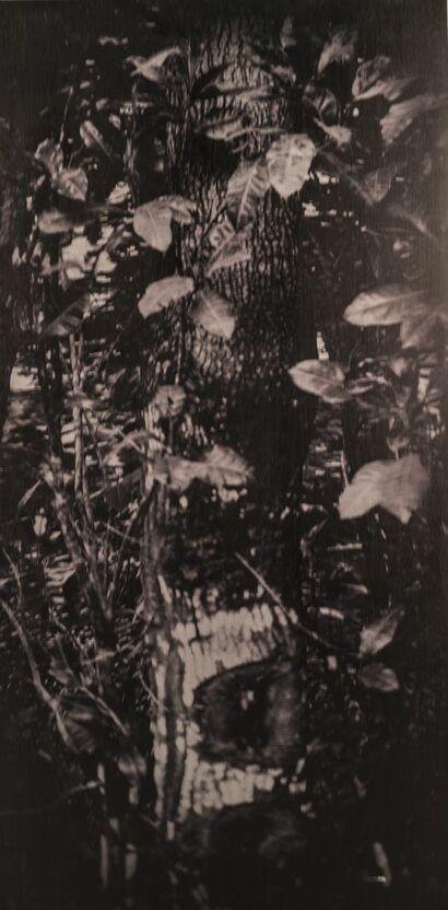 Territory #1: Paquare - Noisy Voices of Silence - a Photographic Art Artowrk by Camors Salomé-Charlotte
