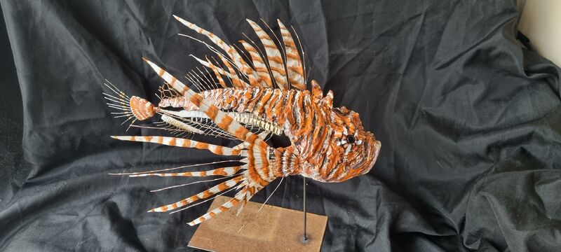 Rascasse volante ( lionfish) - a Sculpture & Installation by Christelle Dufay