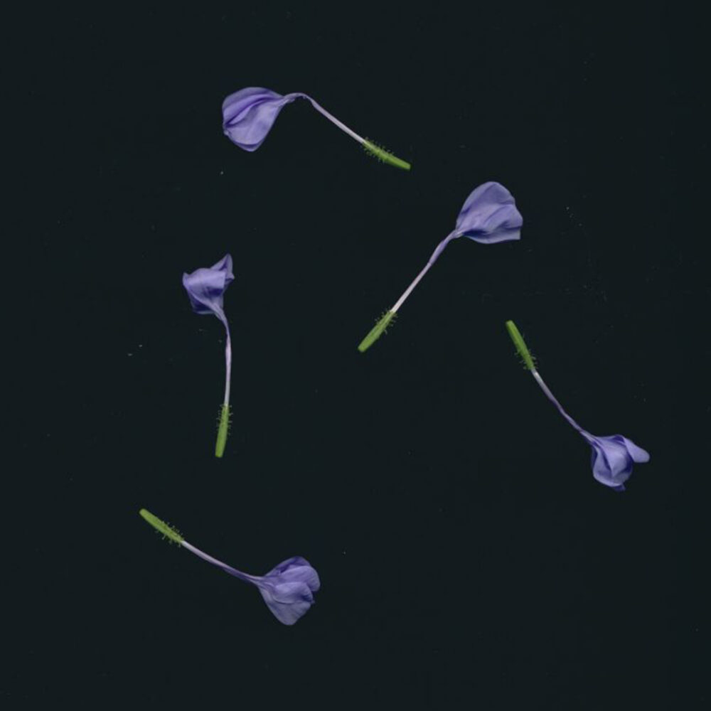 Gerhardt Gerd | Arte Laguna World 2026